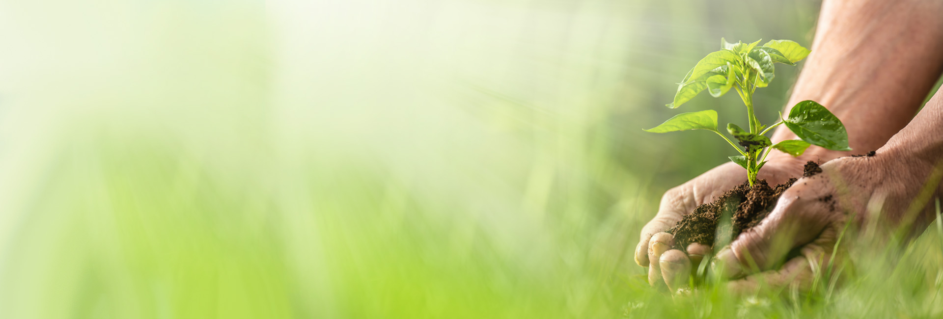 Jardinagem é bom para a terceira idade? 